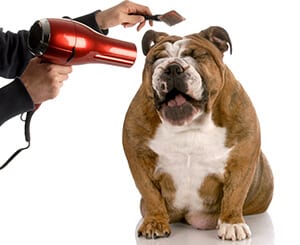 pet grooming waterloo illinois